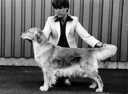 Dog picture