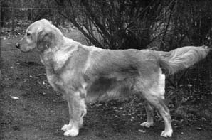 Dog picture