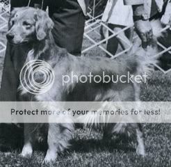 Dog picture