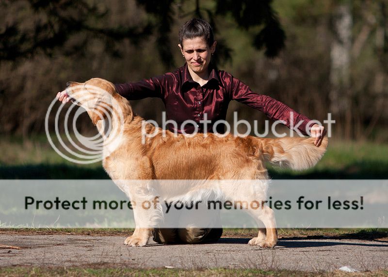 Dog picture