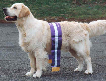 Dog picture