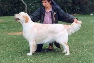 Dog picture