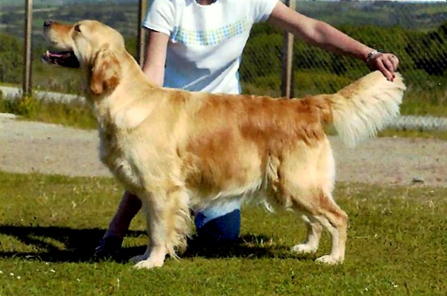 Dog picture