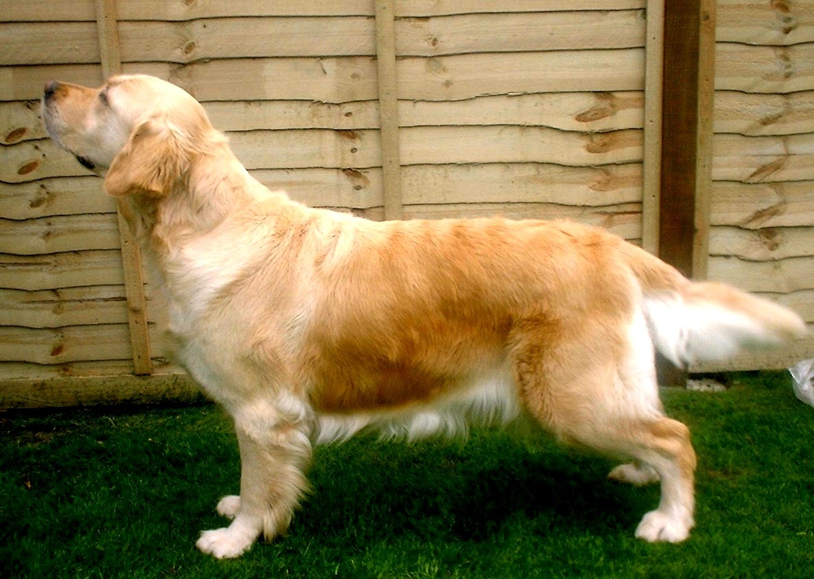 Dog picture