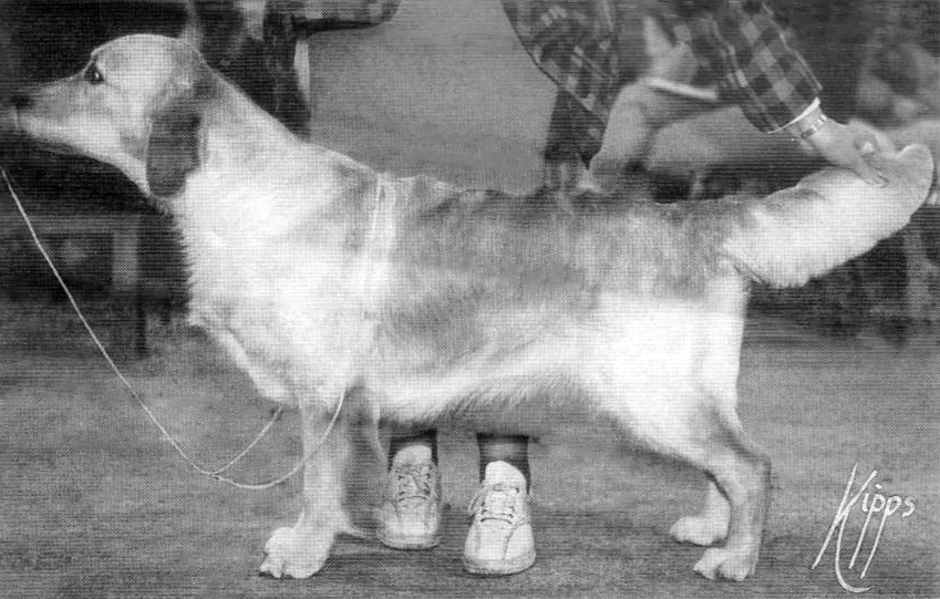 Dog picture