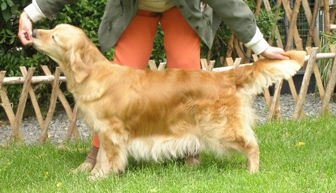 Dog picture