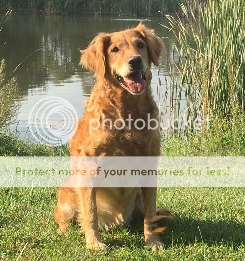 Dog picture