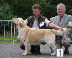 Dog picture