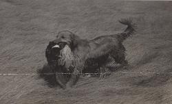 Dog picture