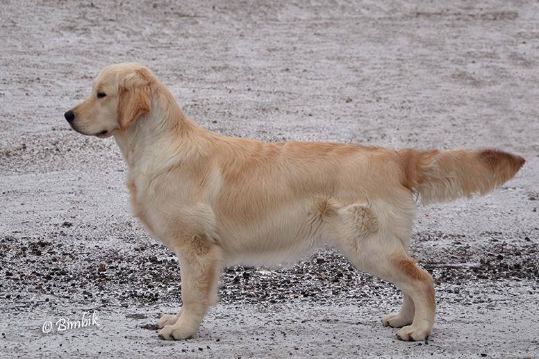 Dog picture