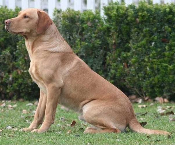 Dog picture