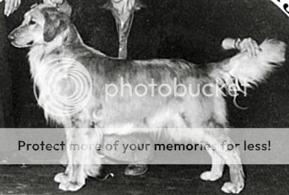Dog picture