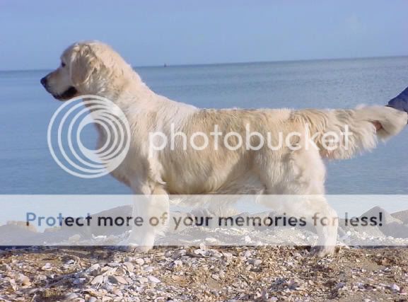 Dog picture
