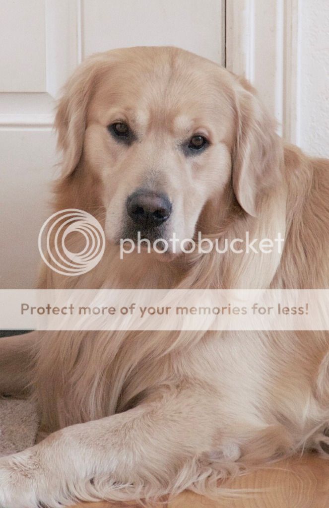 Dog picture