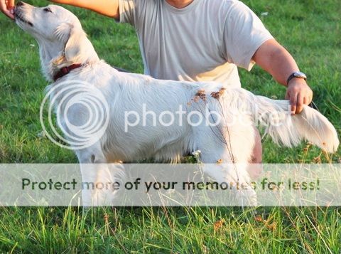 Dog picture