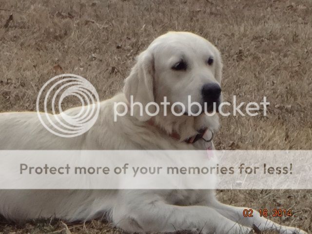 Dog picture