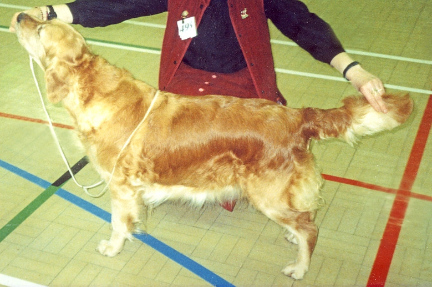 Dog picture