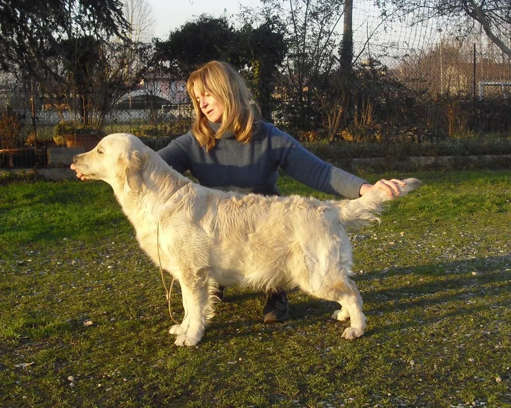 Dog picture