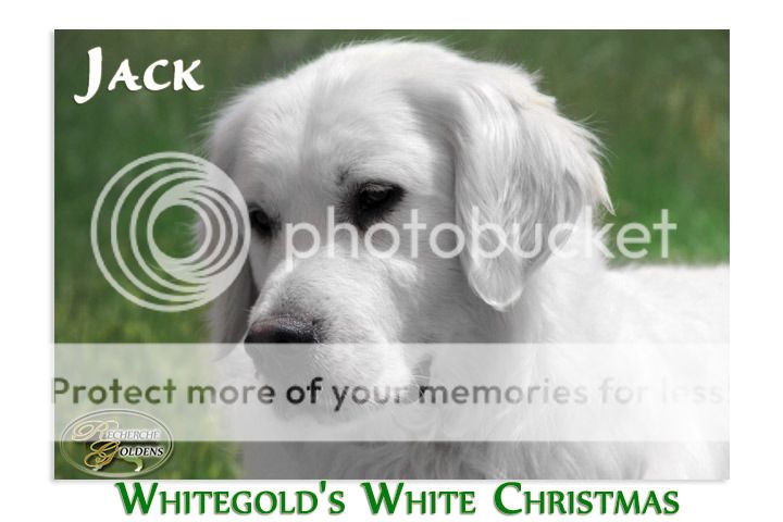 Dog picture