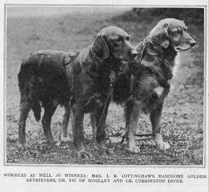 Dog picture