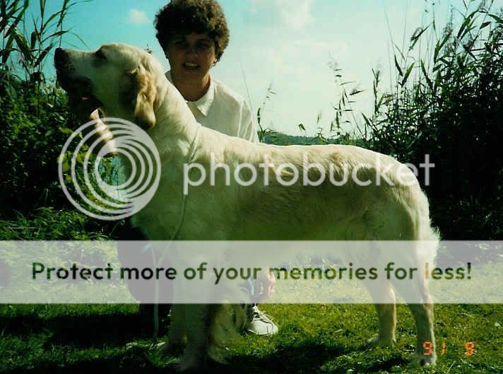 Dog picture