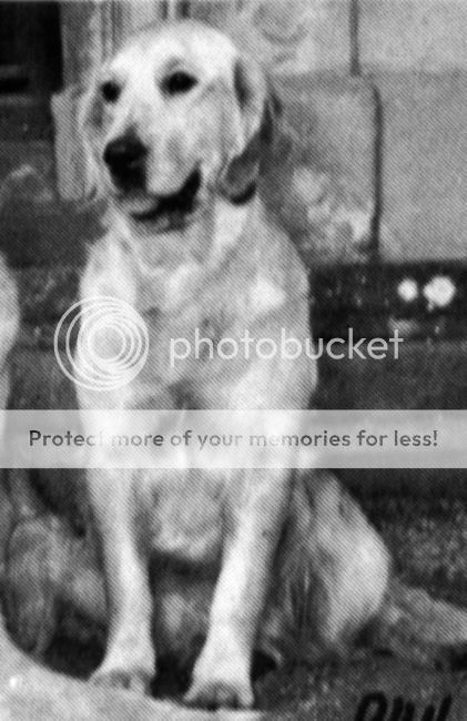 Dog picture