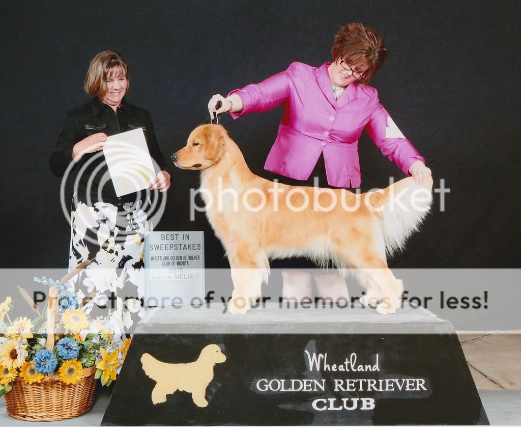 Dog picture