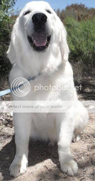 Dog picture