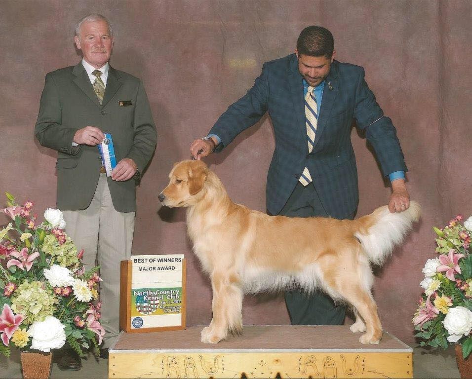 Dog picture