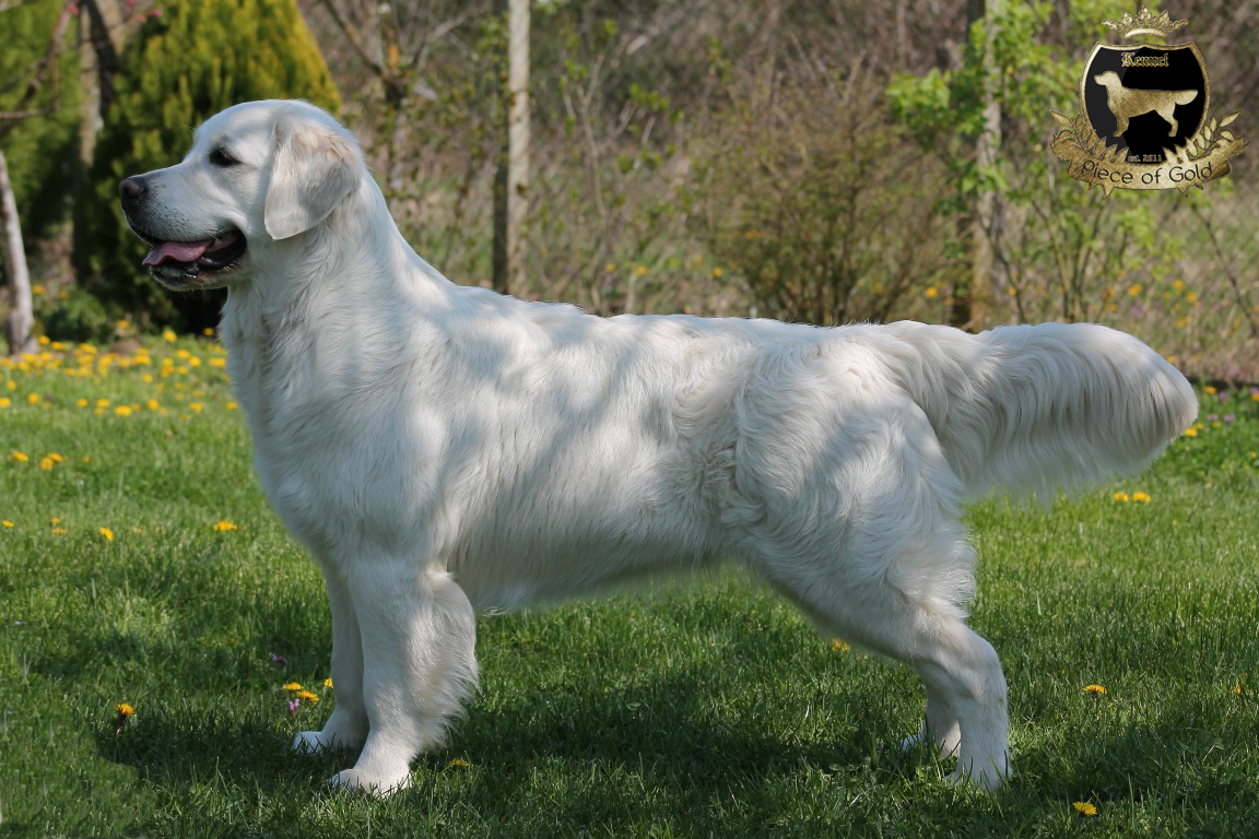 Dog picture