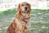 Dog picture