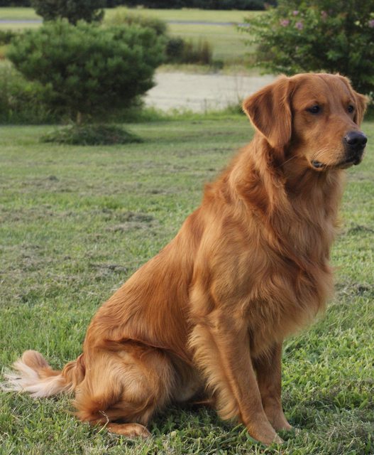 Dog picture