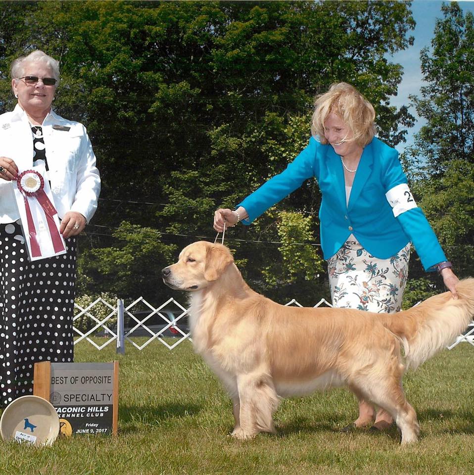 Dog picture