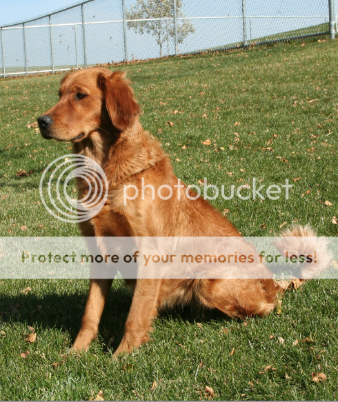 Dog picture