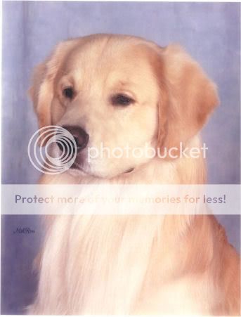 Dog picture