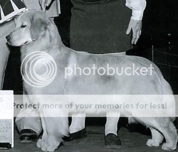 Dog picture