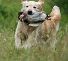 Dog picture