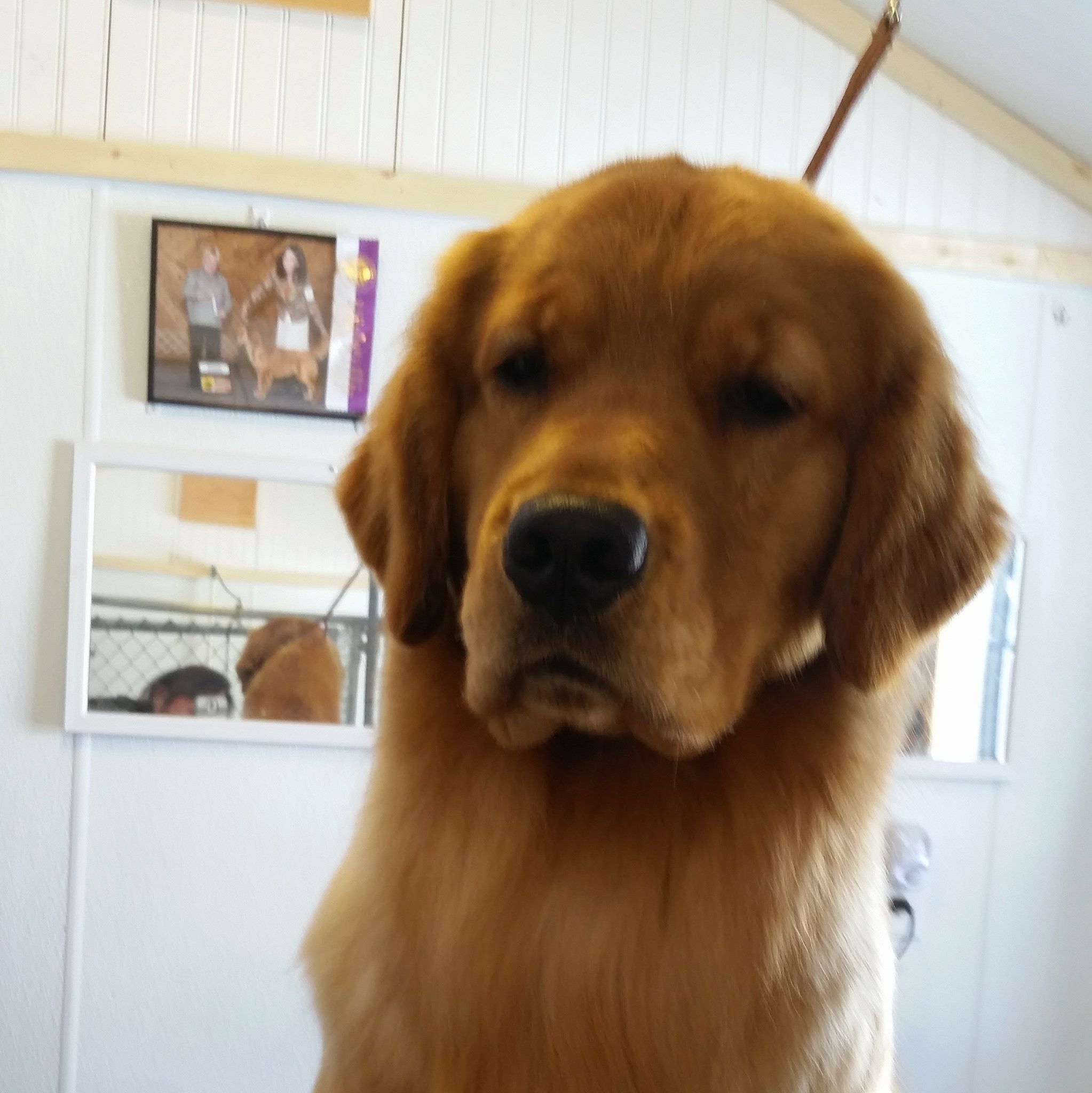 Dog picture