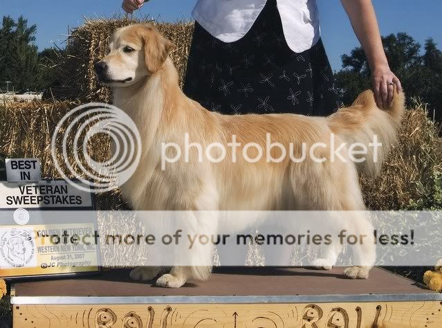 Dog picture