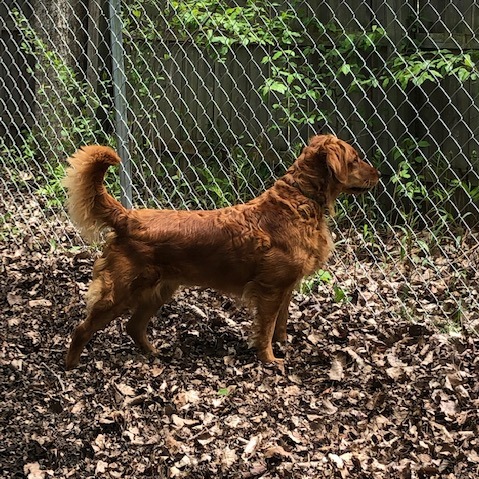 Dog picture