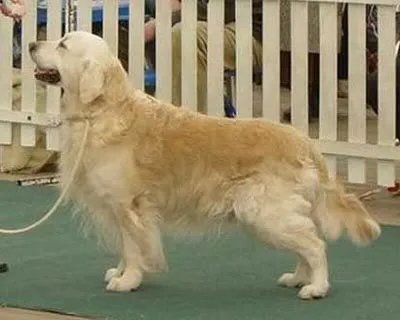 Dog picture