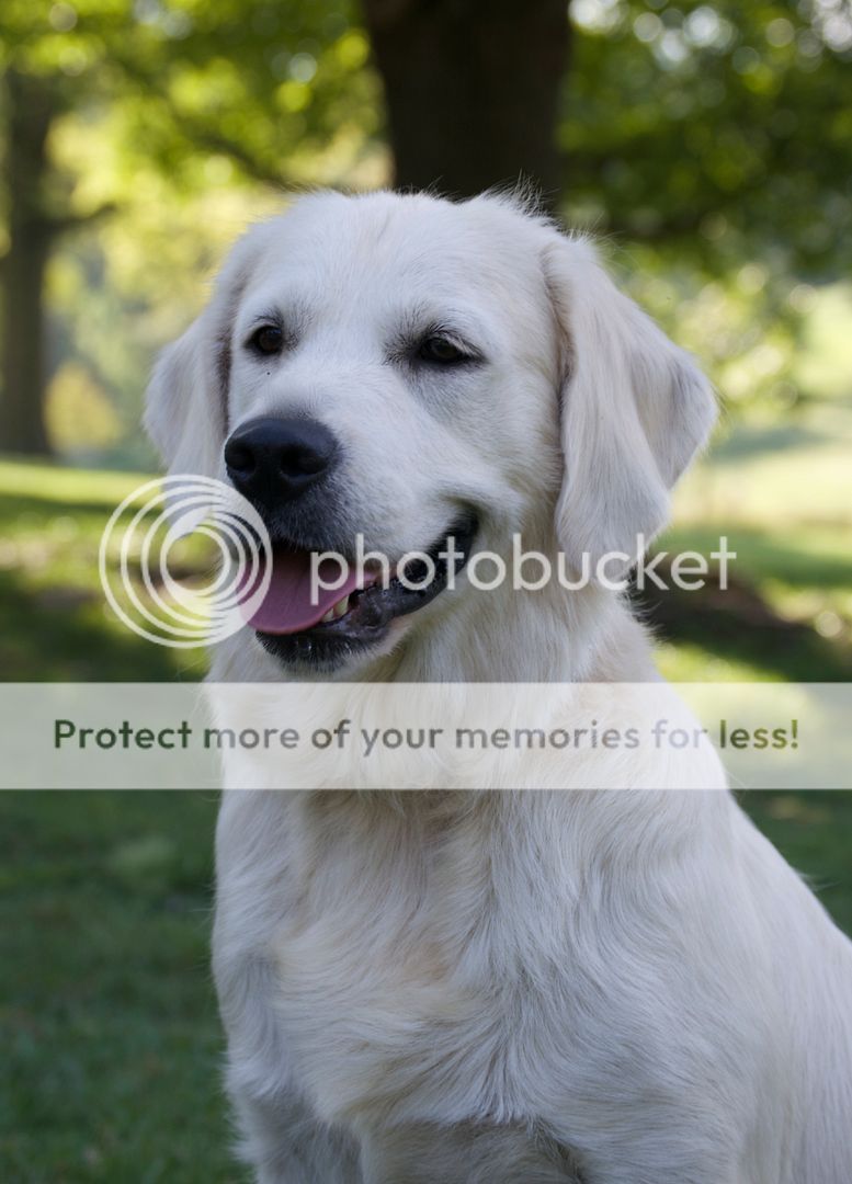 Dog picture