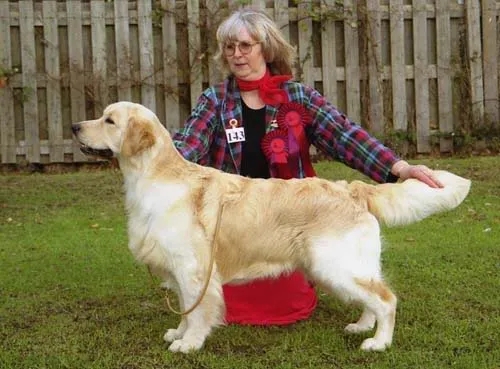 Dog picture