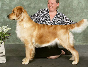 Dog picture