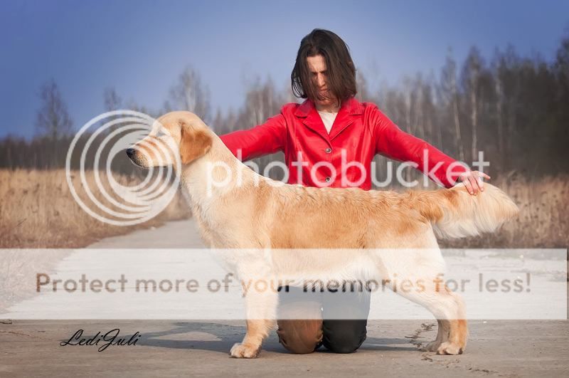 Dog picture
