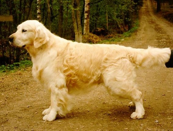 Dog picture