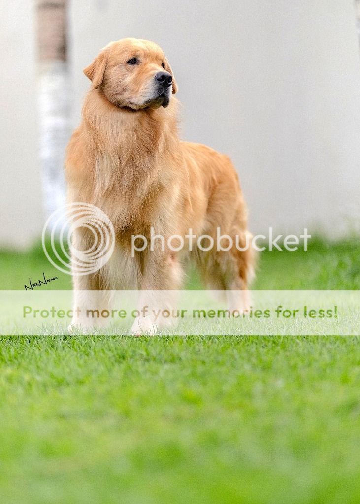 Dog picture