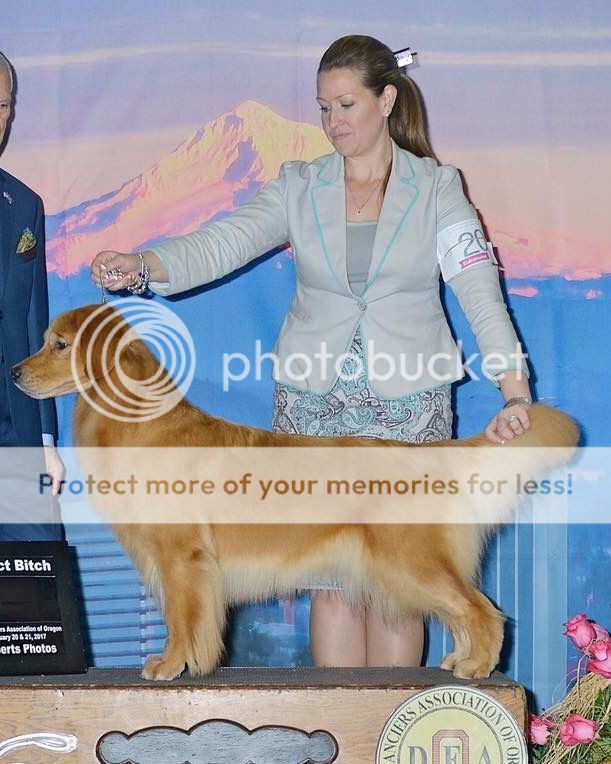 Dog picture