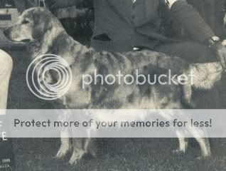Dog picture