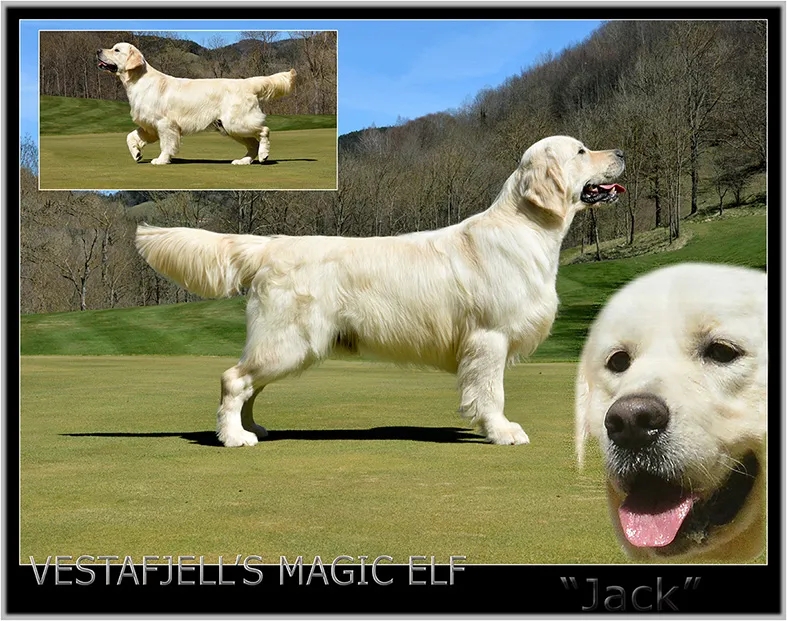 Dog picture